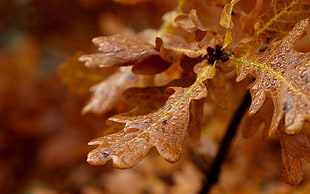 tilt lens photo of brown leaves
